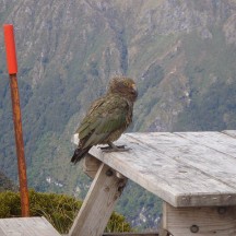 We spotted this kea at one of the shelters on the mountain. Beautiful birds, but quite a menace.